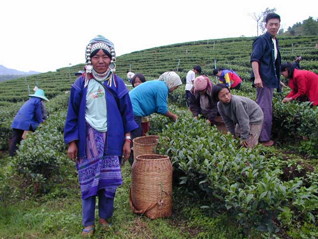 Workers picking tea leaves
